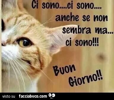 Ci sono. Ci sono. Anche se non sembra ma. Ci sono! Buon Giorno