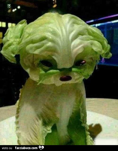 Cane di insalata