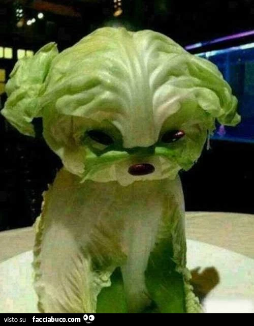 Cane di insalata