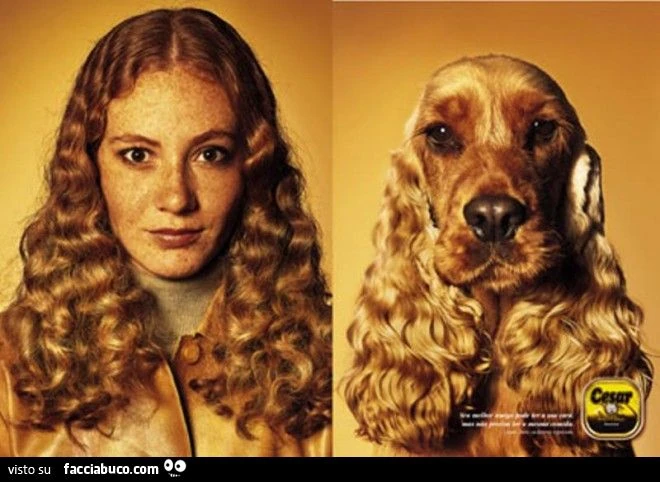 comparativa cani e proprietari