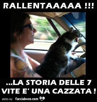 Gatto spaventato: rallenta! La storia delle 7 vite è una cazzata