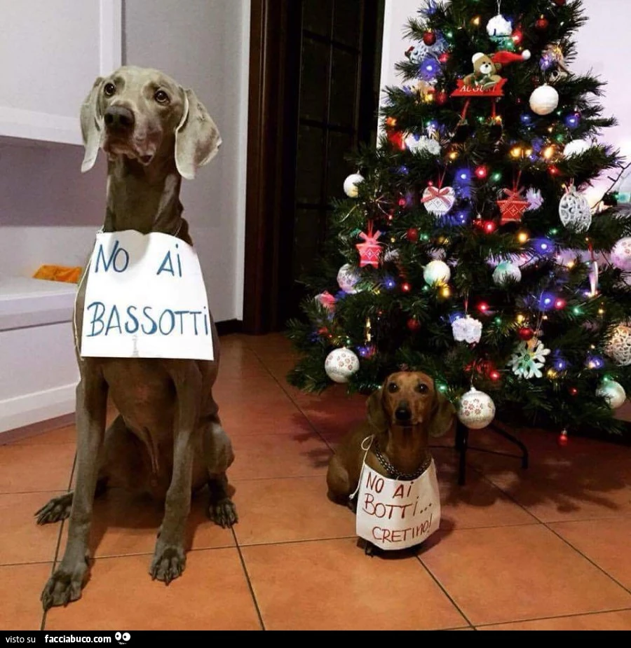 No ai bassotti! No ai botti... cretino