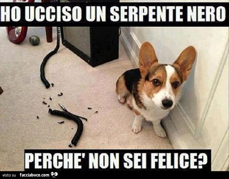 Cane rosicchia cavi del PC: ho ucciso un serpente nero, perchè non sei felice?