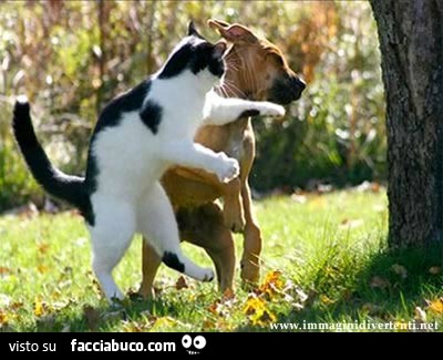 Gatto picchia cane