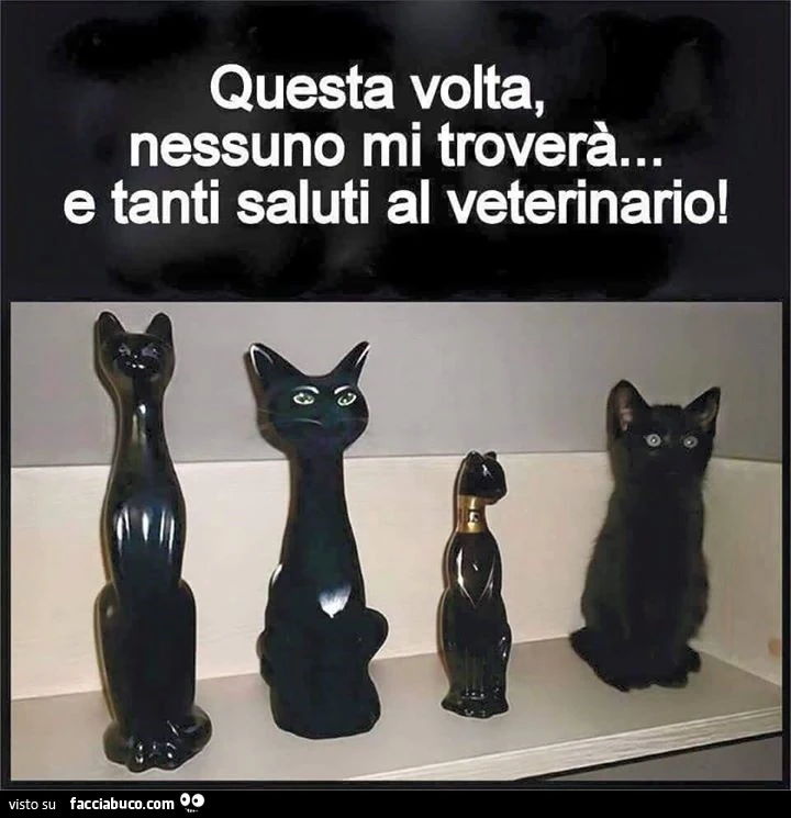 Questa volta, nessuno mi troverà, e tanti saluti al veterinario