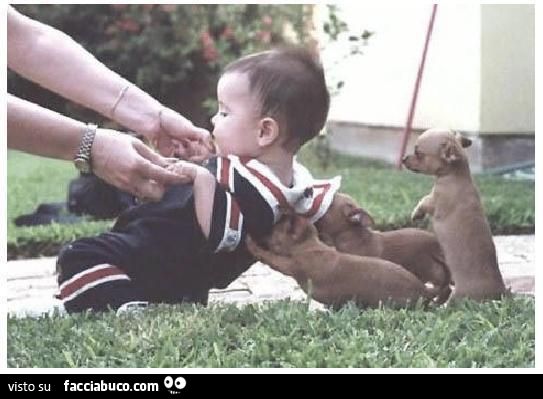 cagnolini cercano di tirare su bambino piccolo