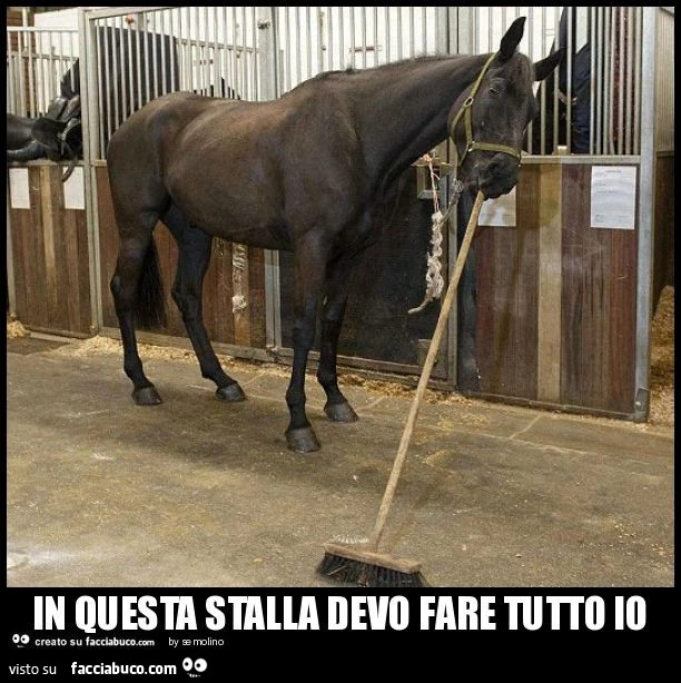 In questa stalla devo fare tutto io