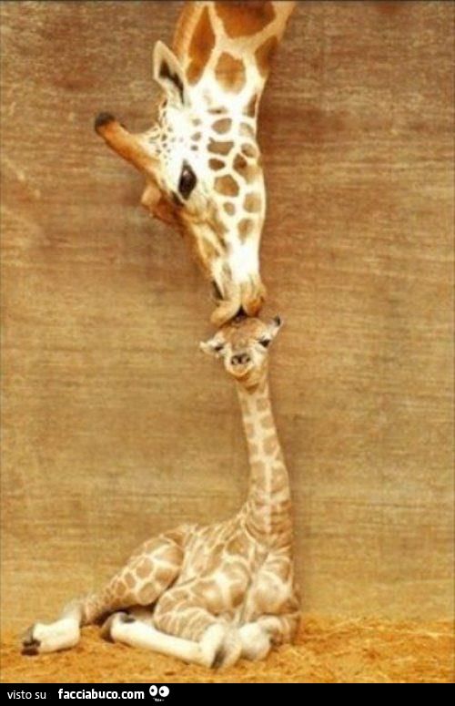 tenera mamma giraffa bacia la giraffina cucciola