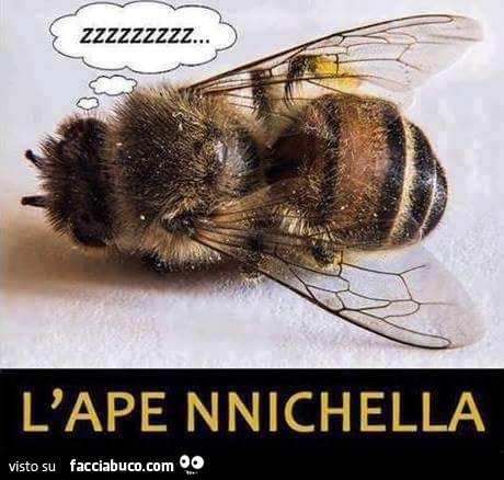 L'ape nnichella