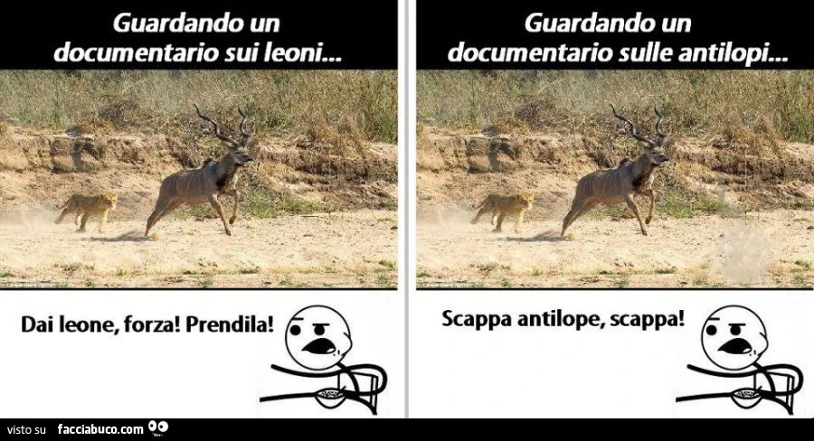 guardando un documentario sui leoni, guardando un documentario sulle antilopi meme