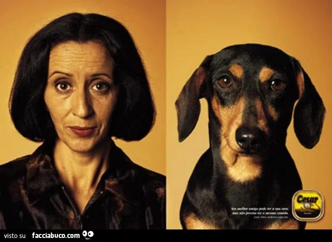 comparativa cani e proprietari