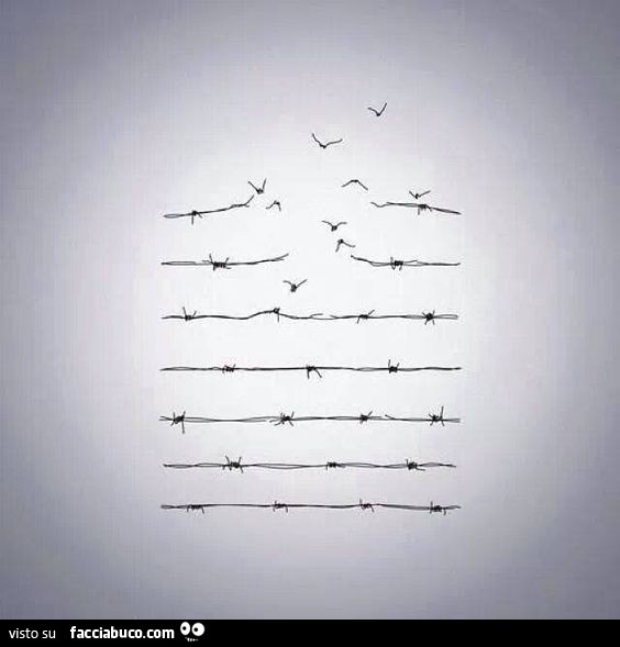 Filo spinato come uccelli che volano via