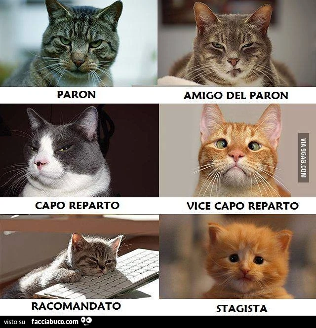 Volto felino ai rapporti di lavoro