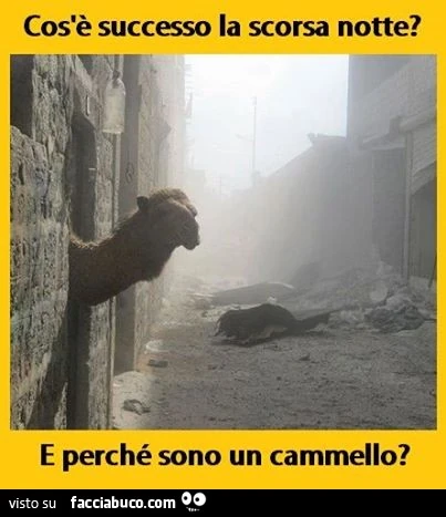 Cos'è successo la scorsa notte? E perchè sono un cammello?