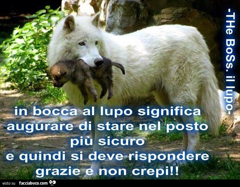 In bocca al lupo significa augurare di stare nel posto più sicuro, e