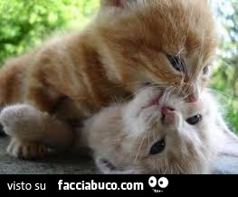Gattini che si coccolano