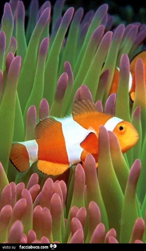 Pesce pagliaccio nuota tra le alghe