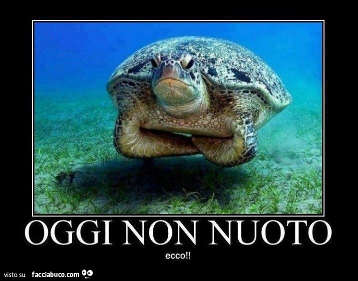Tartaruga arrabbiata: oggi non nuoto ecco