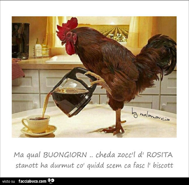 Il gallo versa il caffè: ma qual buongiorn, cheda zocc'l d' Rosita stanott…  - Facciabuco.com