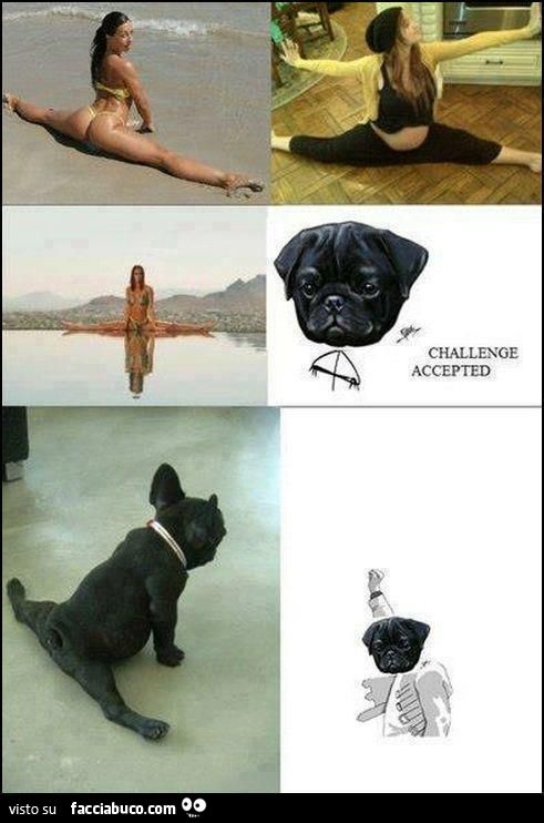 il cane fa la spaccata challenge accepted sfida accettata meme
