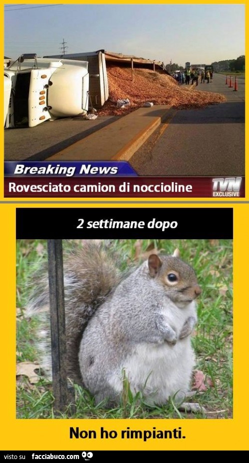 Breaking News. Rovesciato camion di noccioline. Scoiattolo obeso: non ho rimpianti