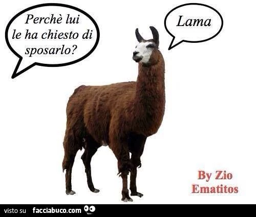 Perchè lui le ha chiesto di sposarlo? Lama