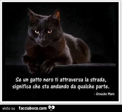 Se un gatto nero ti attraversa la strada significa che sta andando da qualche parte