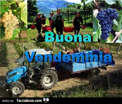 Buona Vendemmia