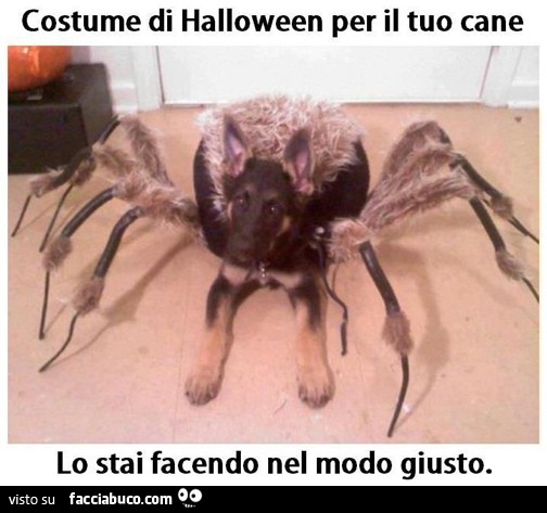 Costume di Halloween per il tuo cane. Lo stai facendo nel modo giusto