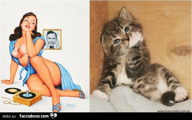 Il gattino crede di essere una pin-up