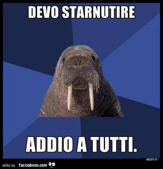 Il tricheco deve starnutire: addio a tutti