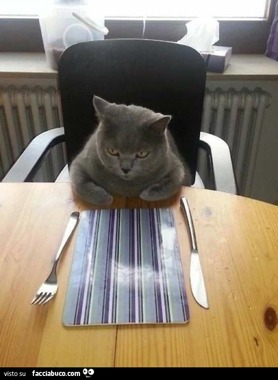 Il gatto aspetta il cibo seduto nella tavola apparecchiata