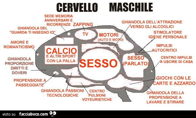 cervello maschile analizzato
