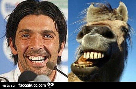 la dentatuta di Buffon come quella di un cammello