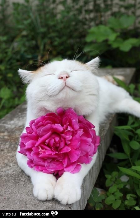 gatta fiera di esser bella con mazzo di fiori fuxia micia