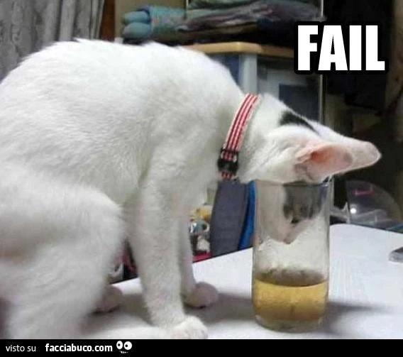 il gatto vorrebbe bere ma incastra il muso nel bicchiere epic fail