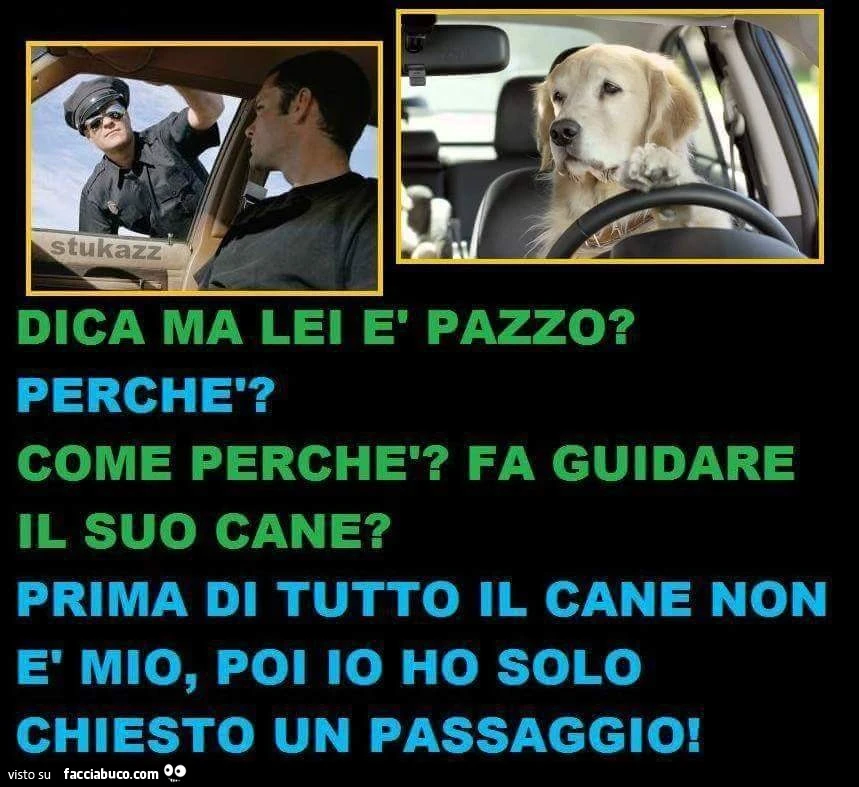 Dica, ma lei è pazzo? Perchè? Come perchè, fa guidare il suo cane? Prima di tutto il cane non è mio, poi io ho solo chiesto un passaggio