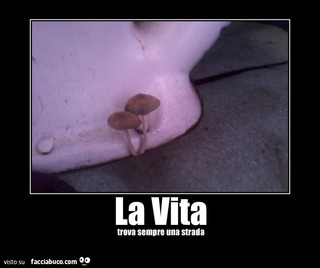 la vita trova sempre una strada... funghi sotto il cesso