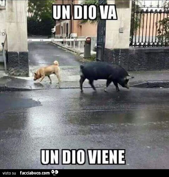 Vaccata