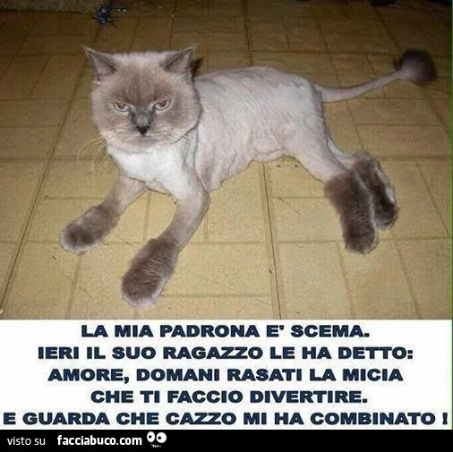 Amore domani rasati la micia che ti faccio divertire