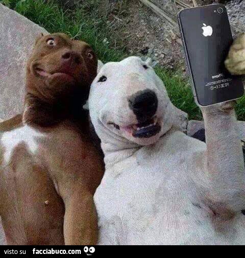 due cani pitbull si fanno un selfie con un iphone