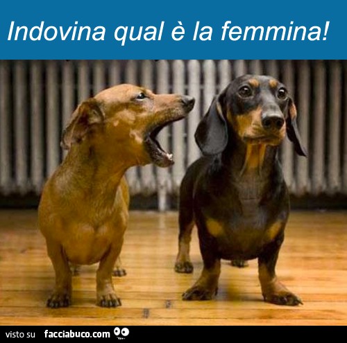 Indovina qual'è la femmina?