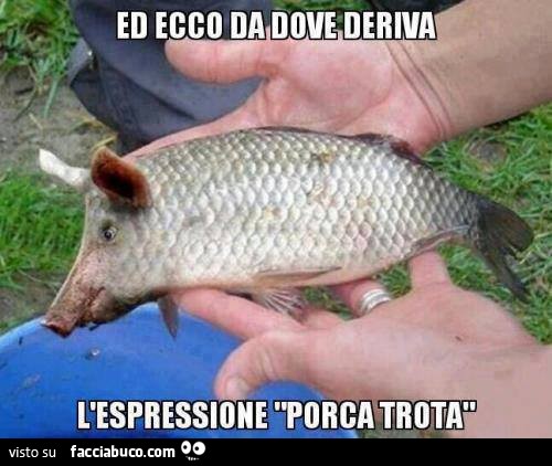 Ed ecco da dove deriva l'espressione porca trota