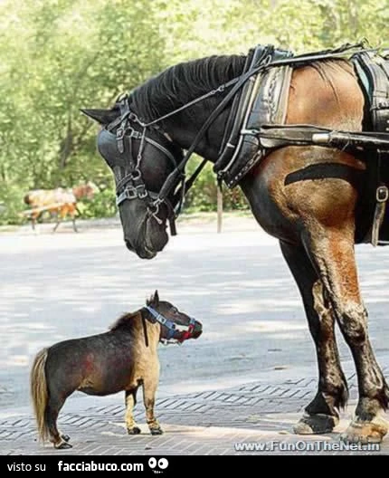 cavallo grande guarda minuscolo cavallino