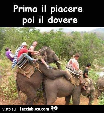 Sesso tra elefanti, prima il piacere, poi il dovere