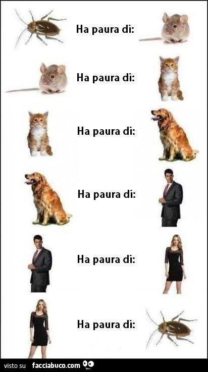 Lo scarafaggio ha paura del topo, il topo ha paura del gatto, che ha paura del cane, che ha paura del padrone, che ha paura della donna, che ha paura degli scarafaggi