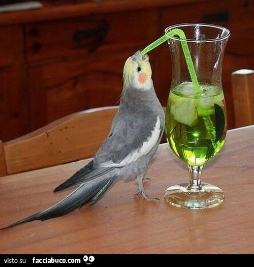 pappagallino beve un drink tramite cannuccia