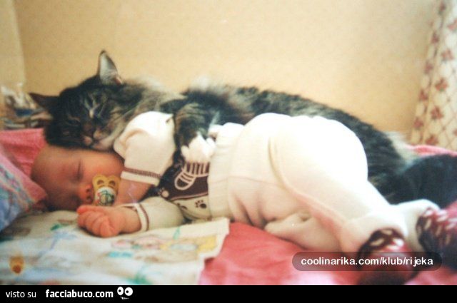 gatto abbraccia neonato che dorme