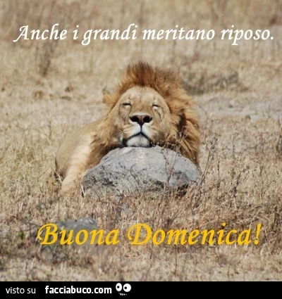 Leone dorme al sole: anche i grandi meritano riposo. Buona Domenica