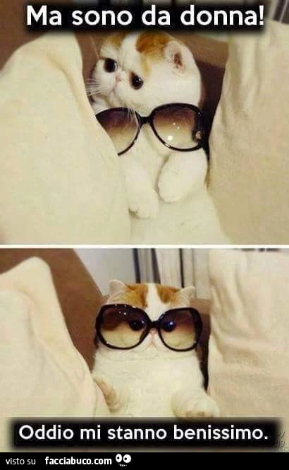 Ma sono da donna! Oddio mi stanno benissimo. Gatto con gli occhiali